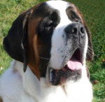 Cyrano 9 mois poil court - Saint-Bernard (9 mois)