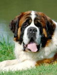 balzac - Saint-Bernard Mâle (3 ans)