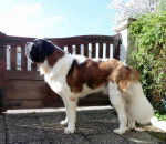 In'Victus des Anges du Clocher Tors - Saint-Bernard