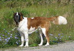 saint bernard - Saint-Bernard