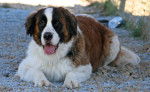 Photo Saint-Bernard