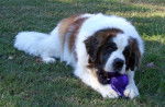 Photo Saint-Bernard