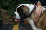 Photo Saint-Bernard