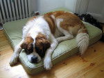 Photo Saint-Bernard