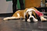 Photo Saint-Bernard