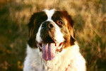 Un Saint-Bernard