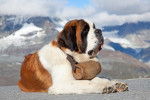 Photo Saint-Bernard