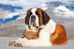 Un beau Saint-Bernard allongé devant une montagne enneigée