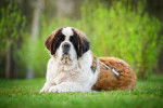Photo Saint-Bernard