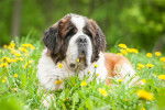 Photo Saint-Bernard