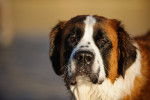 Photo Saint-Bernard