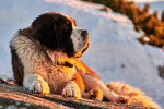 Photo Saint-Bernard