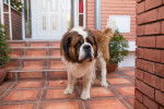Photo Saint-Bernard