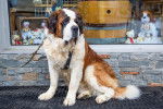 Photo Saint-Bernard