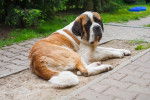 Photo Saint-Bernard