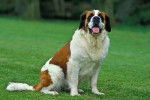 Photo Saint-Bernard