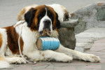 Photo Saint-Bernard