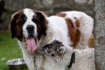 Photo Saint-Bernard