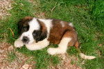 Photo Saint-Bernard
