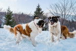 Photo Saint-Bernard