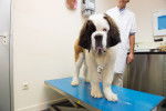 Un Saint-Bernard chez le vétérinaire