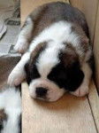 Nounours - Saint-Bernard Mâle (4 mois)
