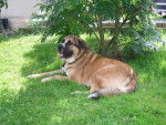 bounty - Saint-Bernard Mâle (2 ans)