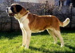 sycat - Saint-Bernard (3 ans)