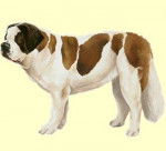 Domyno - Saint-Bernard Mâle (1 an)