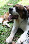 Carrington - Saint-Bernard (3 ans)