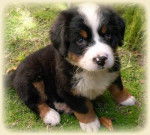 roger - Saint-Bernard Mâle (5 ans)