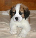 princess angel - Saint-Bernard (2 mois)