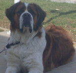 charly - Saint-Bernard Mâle (4 ans)