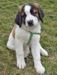 milou - Saint-Bernard