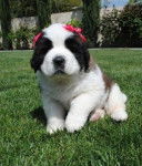 princess angel (a new photo of her now because she is 4 months) - Saint-Bernard (3 mois)