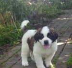 bobo - Saint-Bernard Mâle (5 mois)