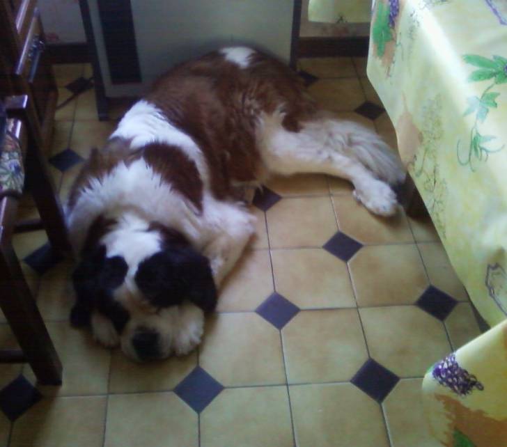 rockia - Saint-Bernard (12 ans)