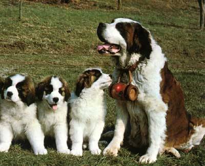 koko - Saint-Bernard (2 ans)