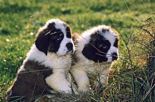Praline - Saint-Bernard (2 mois)