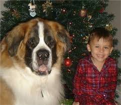 Popo - Saint-Bernard