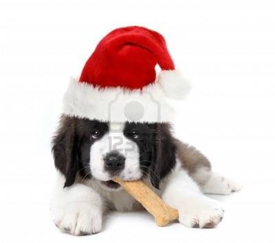 daouque - Saint-Bernard (3 mois)