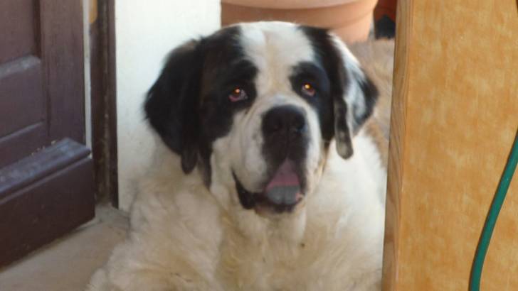 Etoile - Saint-Bernard (1 an)
