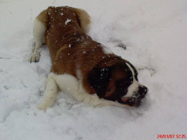 mon gros loulou dans la neige - Saint-Bernard