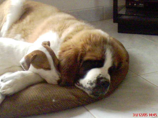 Astra une Jack Russel & Achille un Saint-Bernard - Saint-Bernard