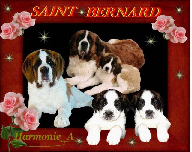LE SAINT - BERNARD - Saint-Bernard