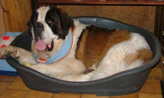 saint bernard - Saint-Bernard