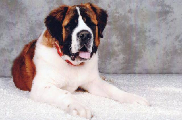 Saint-bernard(Guimauve) - Saint-Bernard