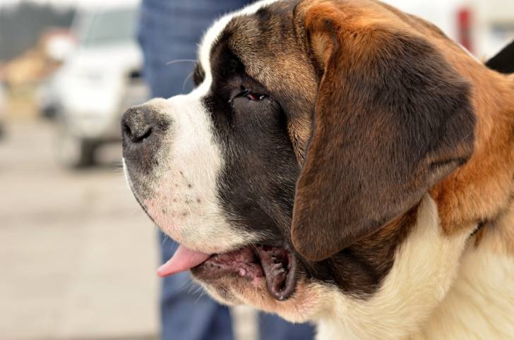 Photo Saint-Bernard