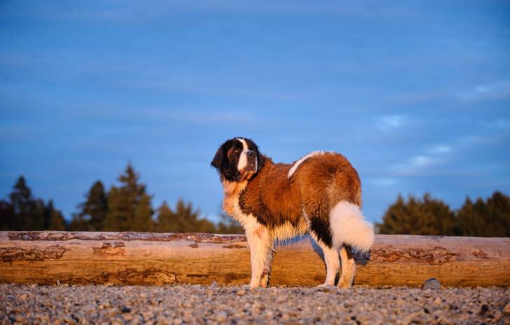 Photo Saint-Bernard