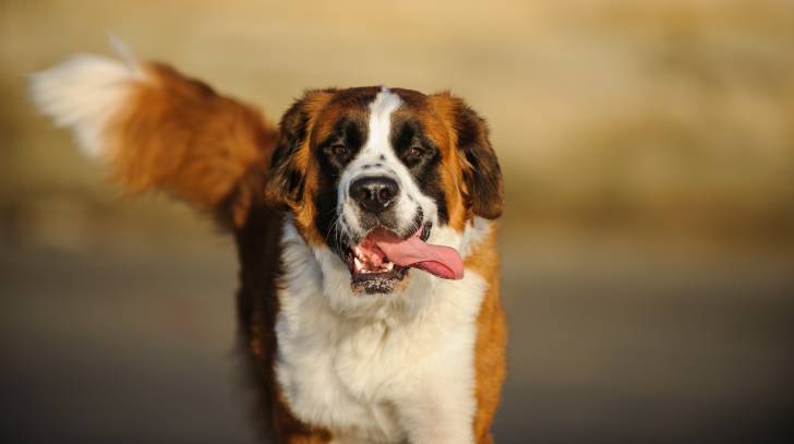 Un Saint-Bernard avec la langue pendue